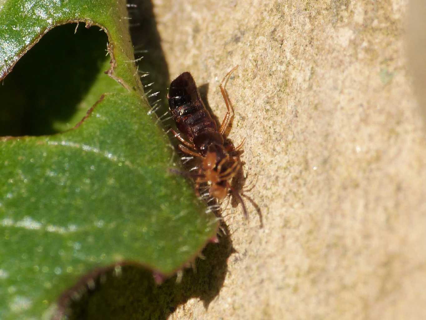 Piccolo Staphylinidae con formica